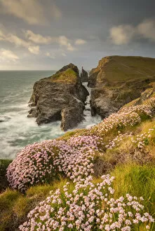 Thrift wildflowers on the Cornish cliffs in springtime, Tregudda Gorge, Cornwall, England