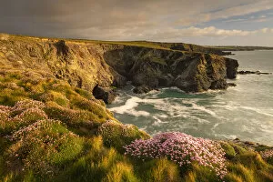 Images Dated 8th December 2021: Thrift wildflowers on the Cornish cliffs in springtime, Trevone, Cornwall, England