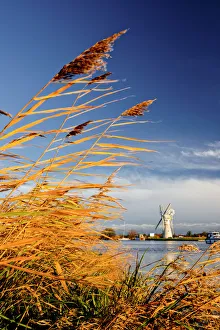 Thurne Mill Through Reeds, Norfolk Broads National Park, Norfolk, England Thurne Mill Through Reeds, Norfolk Broads National Park, Norfolk, England