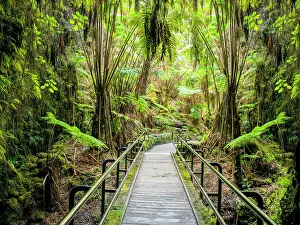 Paths Prints: Thurston Lava Tube Exit into Fern Forest Hawaii Volcano National Park