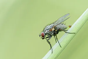 Bulgaria Prints: Tiger fly (Coenosia sp.), Bratsigovo, Bulgaria