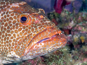 Reef Fish Prints: Tiger Grouper (Mycteroperca tigris), Grand Cayman, Cayman Islands, British West Indies