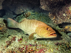 Tropical Fish Prints: Tiger Grouper (Mycteroperca tigris), Grand Cayman, Cayman Islands, British West Indies