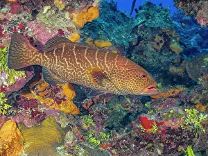 Bahamas Prints: Tiger Grouper (Mycteroperca tigris) at Big Tunnels Dive Site