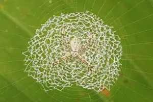 Pattern Prints: Tiger Spider (Argiope savignyi) in Lowland Caribbean Rainforest, Costa Rica