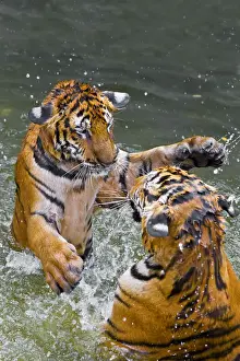 Play Fighting Prints: Tigers play fighting in water, Indochinese tiger or Corbetts tiger (Panthera