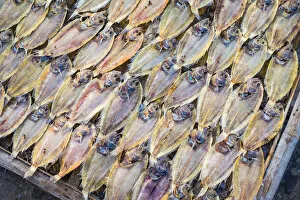 Images Dated 1st April 2016: Tilapia drying in the sun at Mui Ne fishing harbor, Phan Thiet, Banh Thuan Province