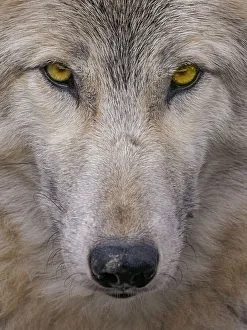 Pack Animal Prints: Timber Wolf (Canis lupus) - captive, Ontario, Canada