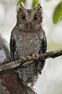 Bird Collection: The tiny Sokoke Scops Owl in the Arabuko-Sokoke Forest near Malindi. Discovered in 1965