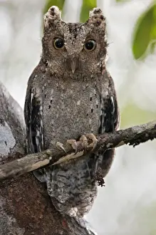 Wild Life Prints: The tiny Sokoke Scops Owl in the Arabuko-Sokoke Forest near Malindi. Discovered in 1965