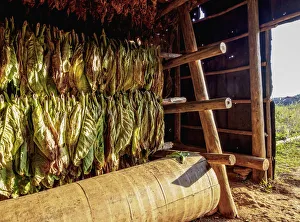 Harvesting Prints: Tobacco drying shed, interior, Vinales Valley, UNESCO World Heritage Site