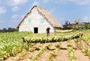 North And Central America Prints: Tobacco farm in Vinales valley, Cuba, Caribbean