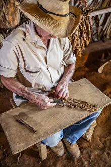Images Dated 29th May 2020: A tobacco farmer making a Cuban cigar in Vinales, Pinar del Rio Province, Cuba