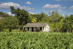 Images Dated 16th February 2015: Tobacco Plantation, Pinar del Rio Province, Cuba