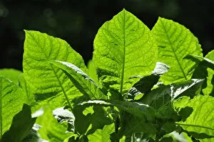 Images Dated 2nd May 2012: Tobacco plants on Ometepe Island, Nicaragua