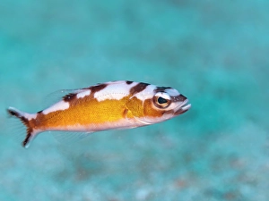Serranidae Prints: Tobaccofish (Serranus tabacarius), Grand Cayman, Cayman Islands, British West Indies