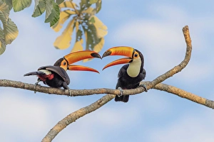 Mato Grosso Prints: Toco toucan, Ramphastos toco, Pantanal, Mato Grosso, Brasil