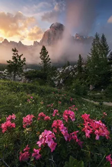 Violet Prints: The Tofana di Roses with rhododendron in the foreground. Ampezzo Dolomites, Italy