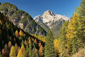Larch Prints: Tofana di Rozes in Autumn, Dolomites, Beluno Province, Italy