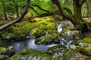 Mystical Prints: Tollymore Forest Park, (one of the Game of Thrones filming locations)