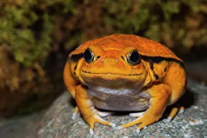 Captive Prints: Tomato Frog (Dyscophus antongilii) - captive