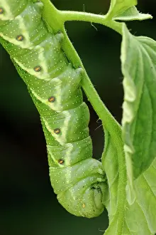 Poikilotherm Prints: Tomato hornworm (Manduca quinquemaculata) caterpillar eating tomato plant
