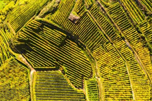 Symmetry Prints: Top-down high angle view of vineyards, Valtellina