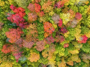 Fall Colors Prints: Top-down view of fall foliage at peak, Groton State Forest, Vermont, USA