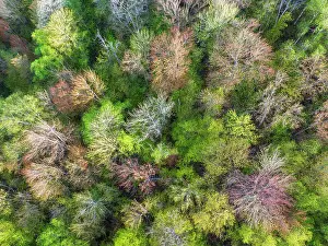 Intimate Landscape Prints: Top-down view of spring colors, Groton State Forest, Vermont, USA