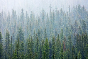 Artist Prints: Torrential rain downpour over montane forest at Bow Lake