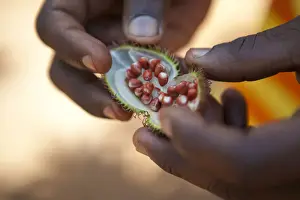 Hand Prints: A tour guide demonstrates spices on a spice tour on the island of Zanzibar