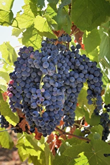 Images Dated 5th August 2015: Touriga Nacional grape variety to make red wine. Alentejo, Portugal