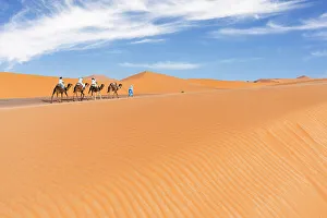 Nomadic People Prints: Tourist camel caravan going through Sahara Desert, Erg Chebbi, Merzouga, Morocco
