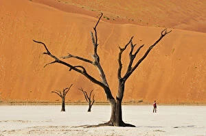 Sossusvlei Collection: Tourist in Dead vlei at Sossusvlei, Namib-Naukluft Park, Namibia, Africa