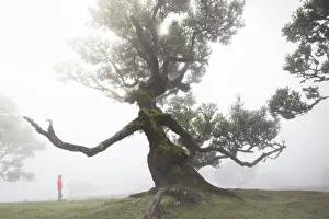 Tree Branch Prints: A tourist enjoys the beautiful view at Fanal Forest during a foggy day
