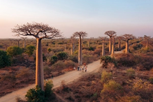 Madagascar Prints: Tourists admire baobab trees. Madagascar, Africa