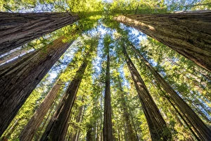 Images Dated 14th October 2017: Towering Giant Redwood Trees, Jedediah Smith Redwood State Park, California, USA