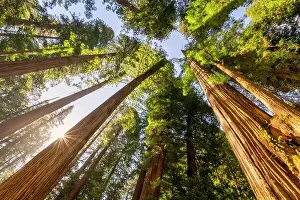 Redwoods Prints: Towering Giant Redwoods, Jedediah Smith Redwoods State Park, California, USA