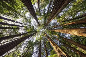 Environment Prints: Towering Giant Redwoods, Muir Woods National Monument, California, USA