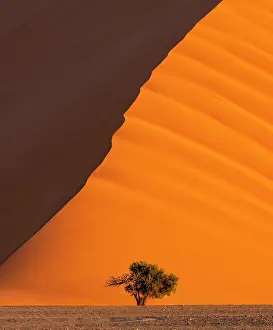 Sossusvlei Prints: Towering orange sand dune (Dune 40)
