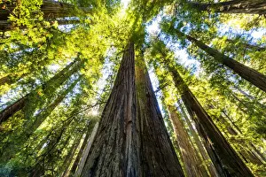 Redwoods Prints: Towering Redwood Trees, Jedediah Smith Redwood State Park, California, USA