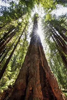 Environment Prints: Towering Redwoods, Henry Cowell Redwood State Park, Santa Cruz, California. USA