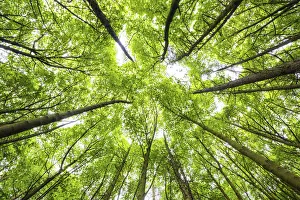 Natural Gallery: Towering Trees, Peak District National Park, Derbyshire, England