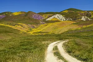 Floral Descriptions Prints: Track to Hill of Wildflowers, Carrizo Plain National Monument, California, USA
