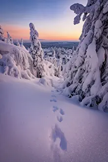 The Way Forward Prints: Track-imprints in the frozen snowy forest after a blizzard at sunrise