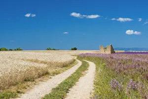 Country Lane Prints: Track Leading Through Fields, Provence, France