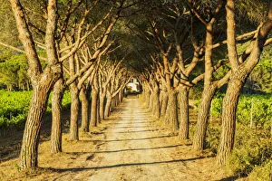 Umbrella Gallery: Track Leading Through Umbrella Trees, Elba, Tuscany, Italy