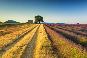 Farmhouse Prints: Track Leading to Villa, Provence, France