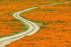 Track Through Super Bloom of California Poppies, Antelope Valley, California, USA Track Through Super Bloom of California Poppies, Antelope Valley, California, USA