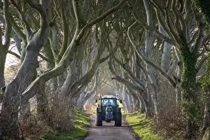 Tractor Prints: Tractor being driven through the Dark Hedges in County Antrim